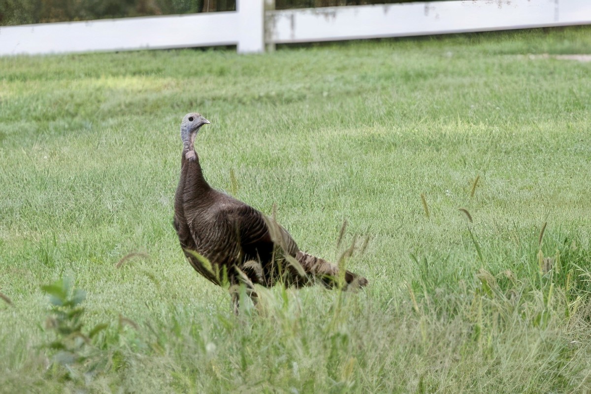 Wild Turkey - ML622718806