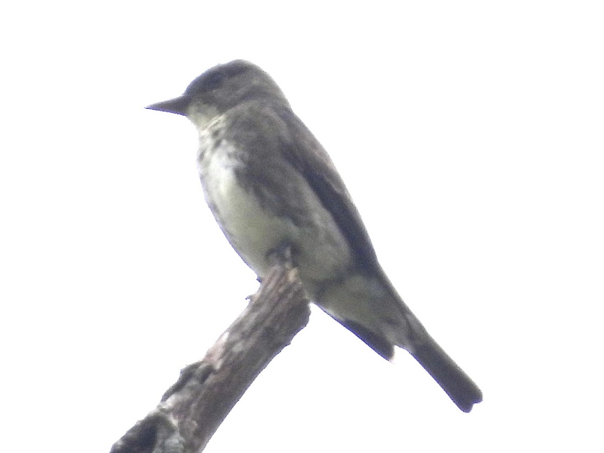 Olive-sided Flycatcher - Stella Miller