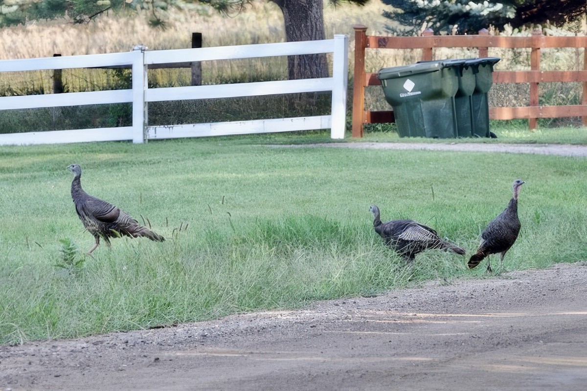 Wild Turkey - ML622718811