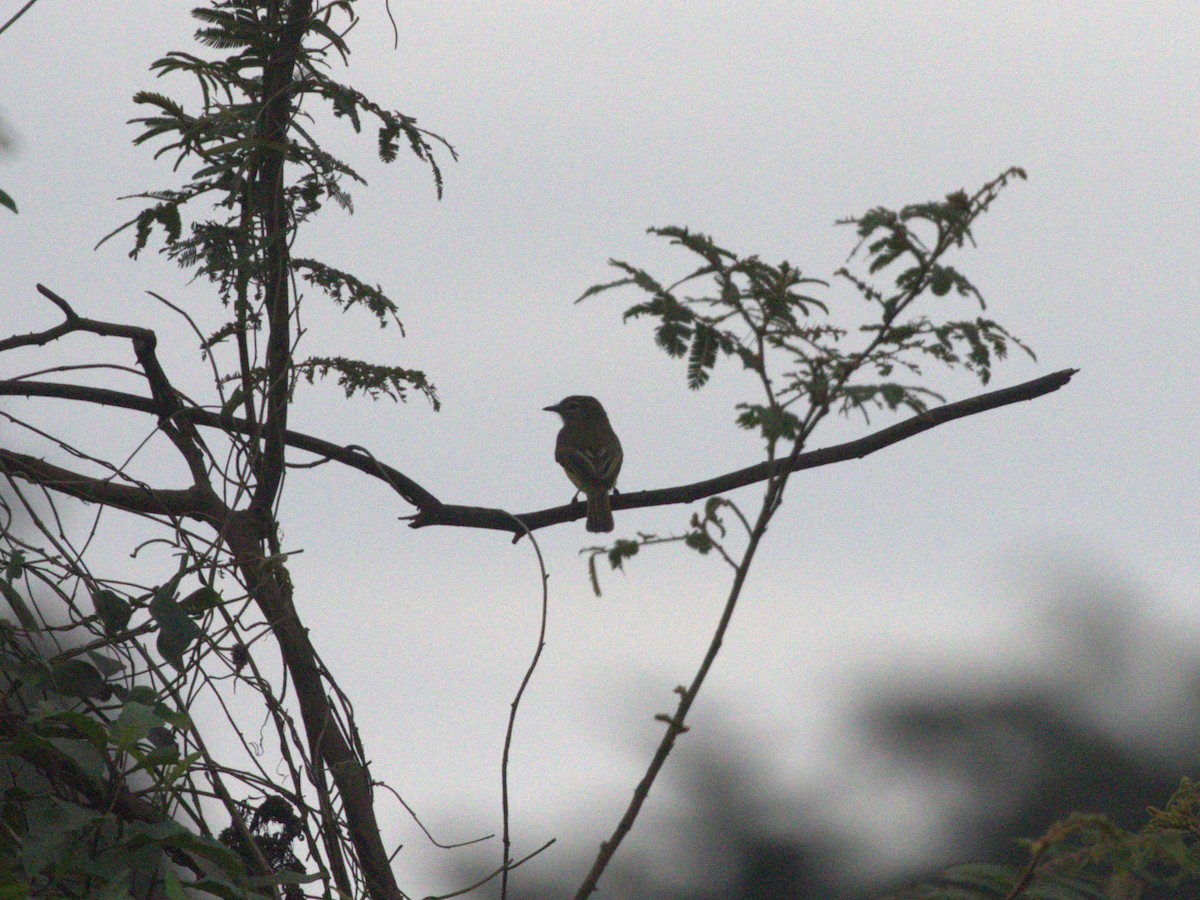 Mistletoe Tyrannulet - ML622718812