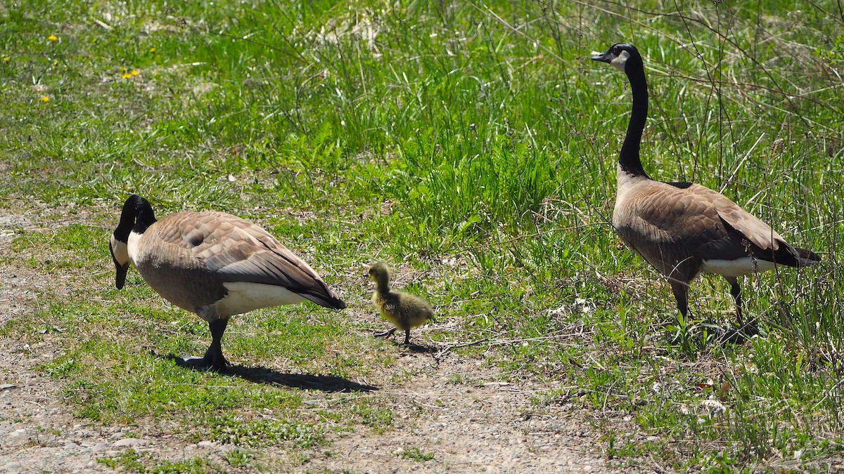 Canada Goose - ML622718813