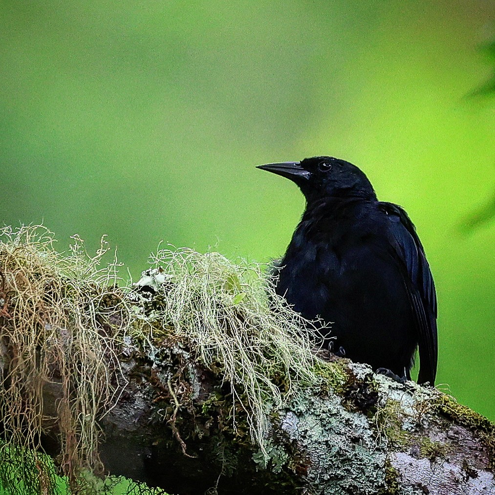 Jamaican Blackbird - ML622718816