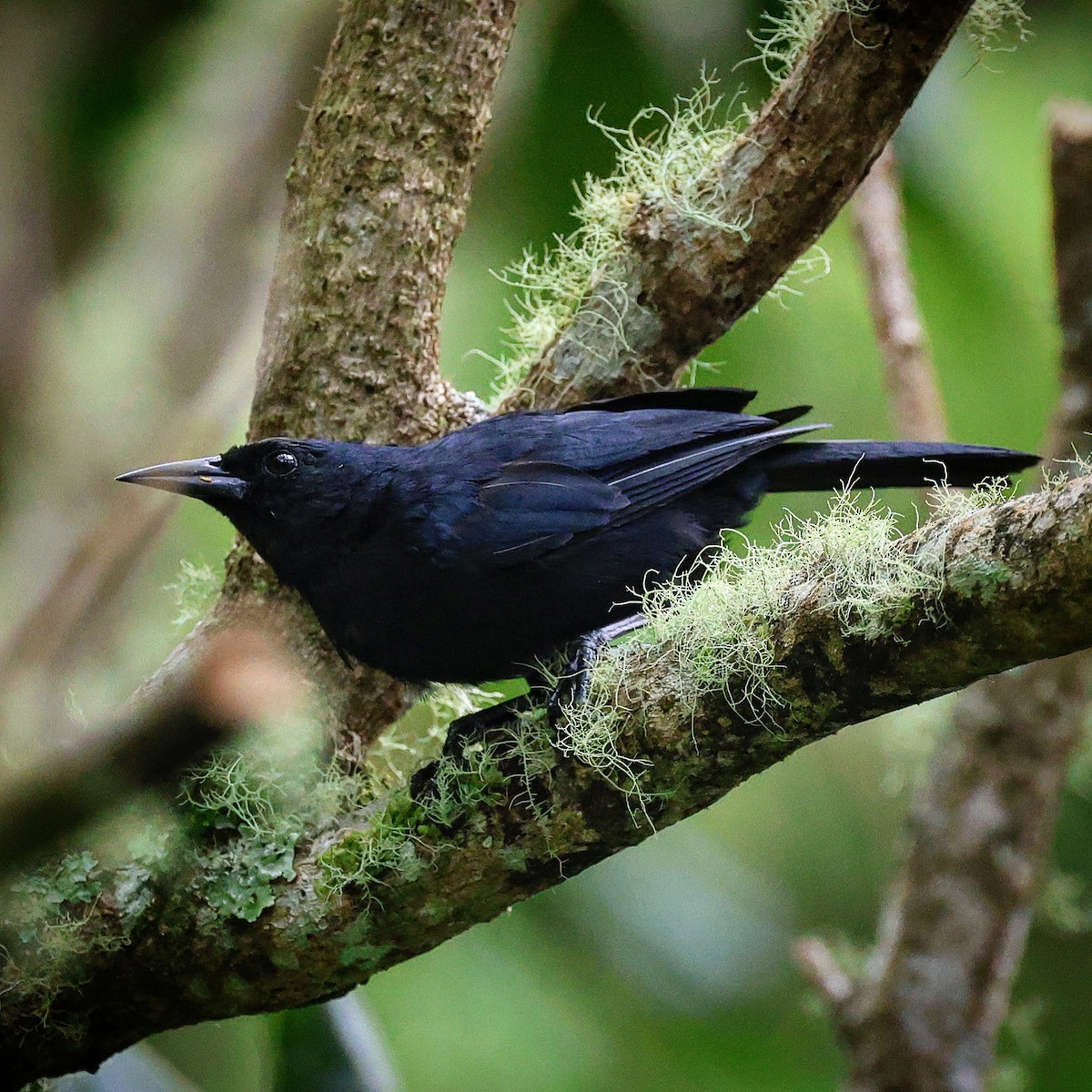 Jamaican Blackbird - ML622718817