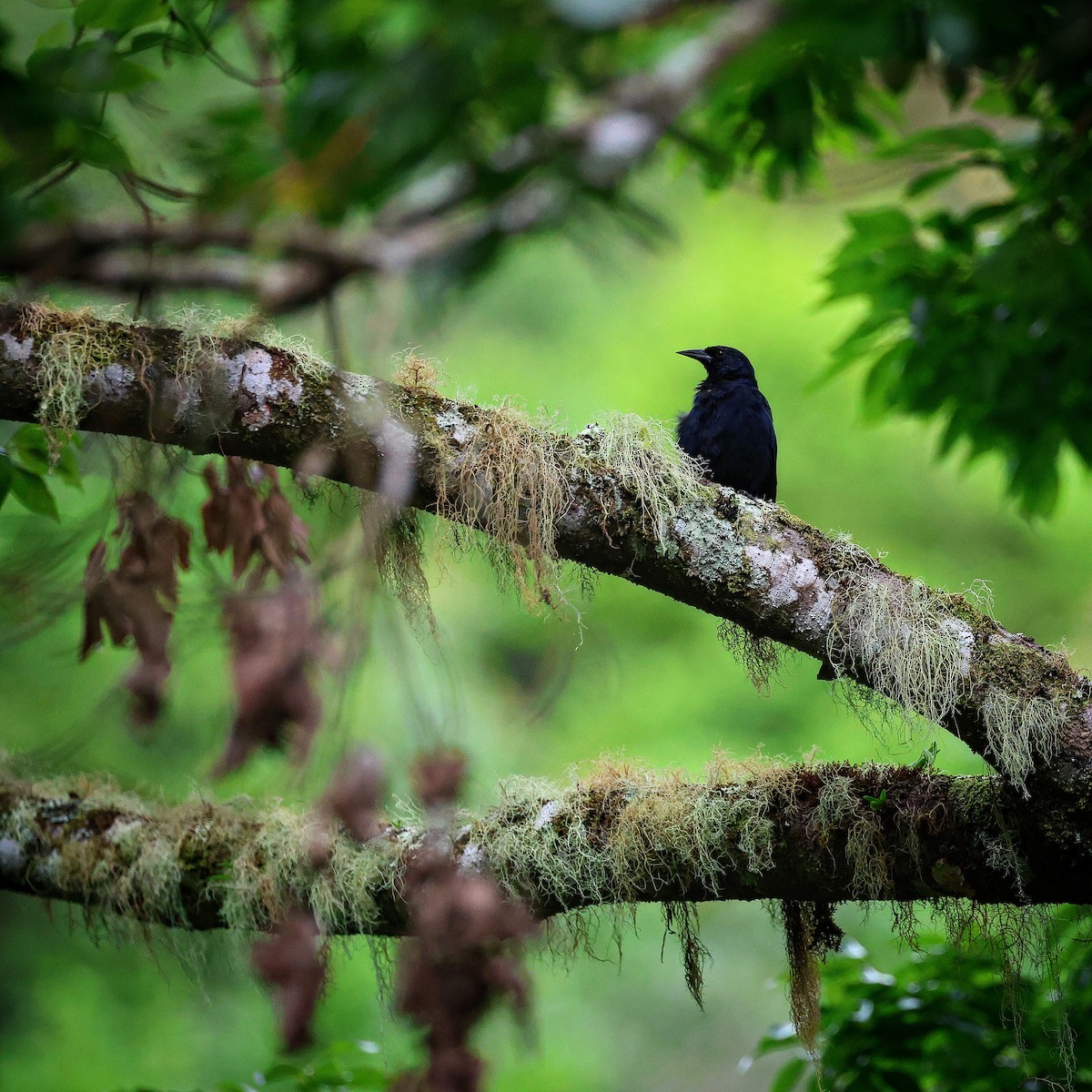 Jamaican Blackbird - ML622718818