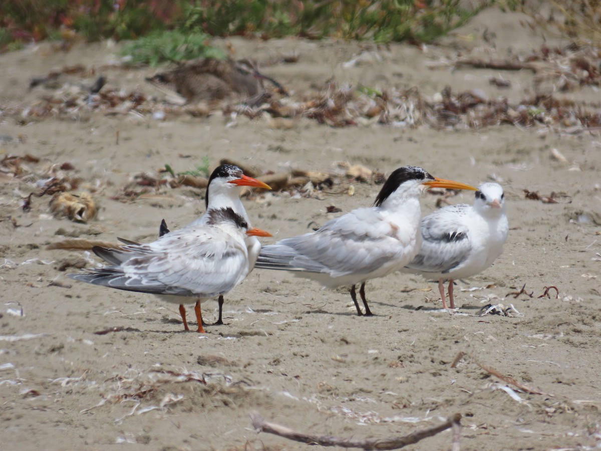 Elegant Tern - ML622718837