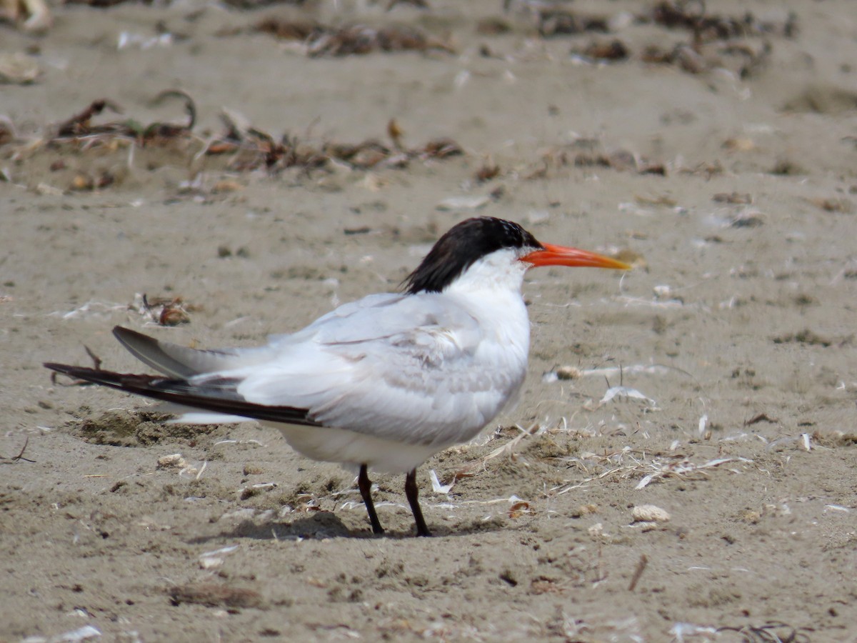 Elegant Tern - ML622718838