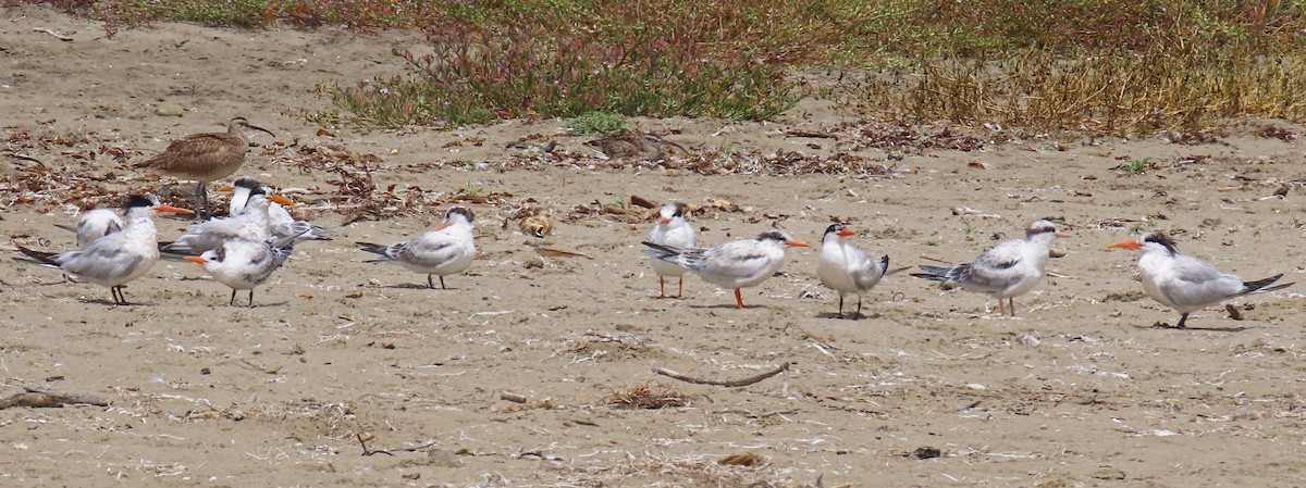 Elegant Tern - ML622718841