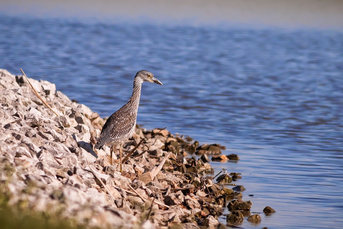 Yellow-crowned Night Heron - ML622718872