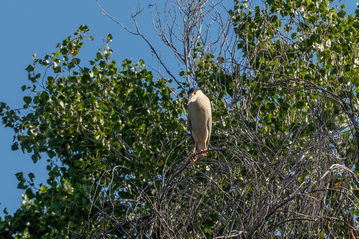 Black-crowned Night Heron - ML622718891