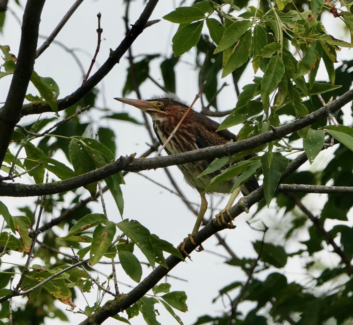 Green Heron - ML622718910