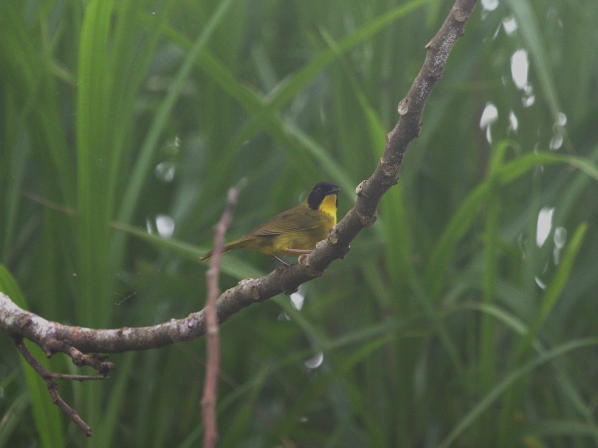 Olive-crowned Yellowthroat - ML622718994