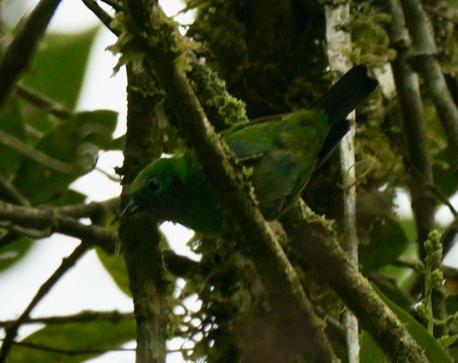 Orange-eared Tanager - ML622718997