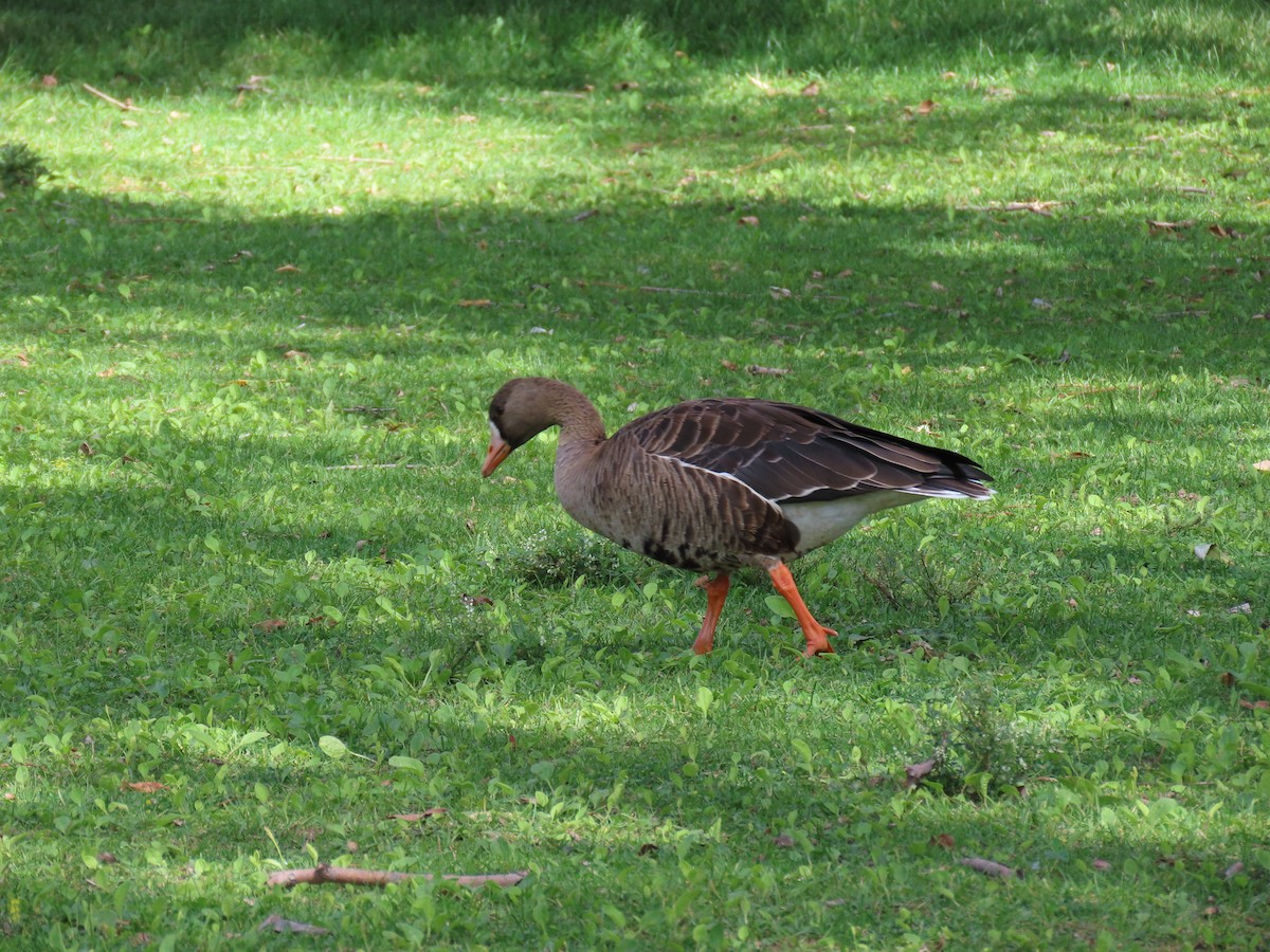 Greater White-fronted Goose - ML622719099