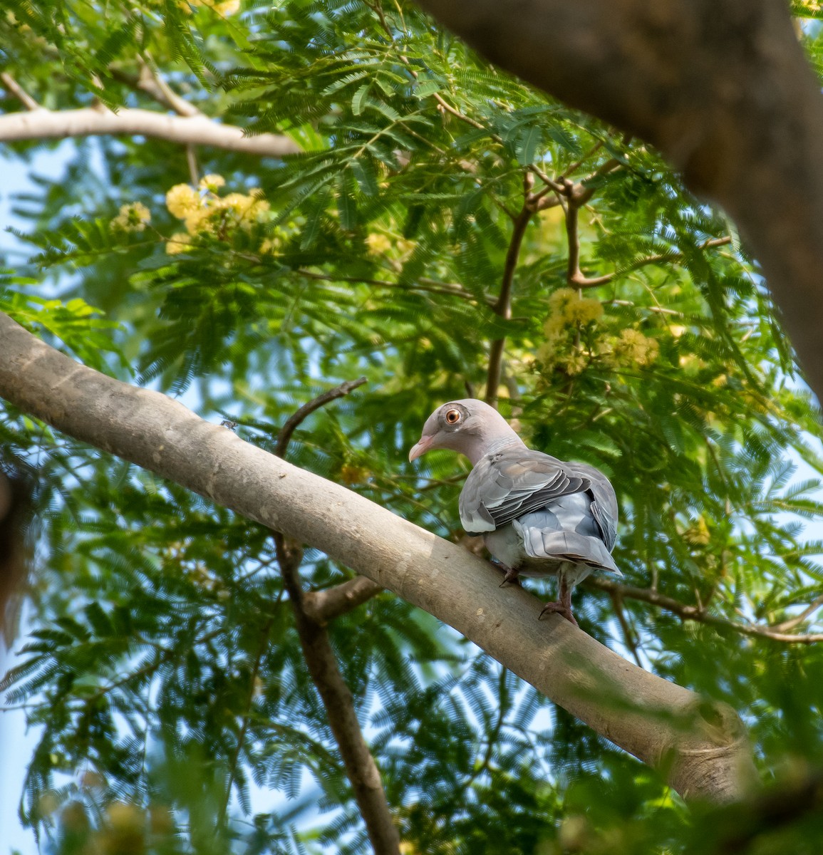 Bare-eyed Pigeon - ML622719154