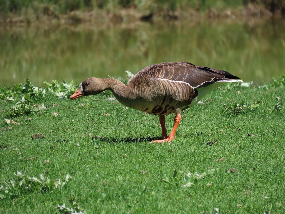 Greater White-fronted Goose - ML622719180