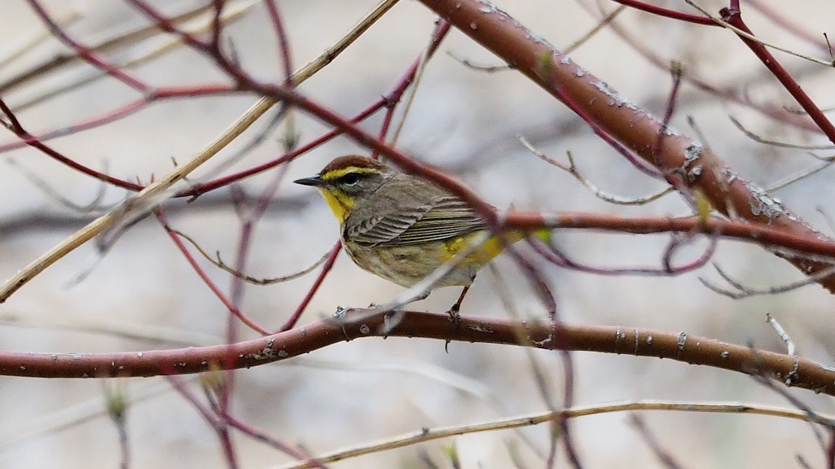 Palm Warbler - ML622719182