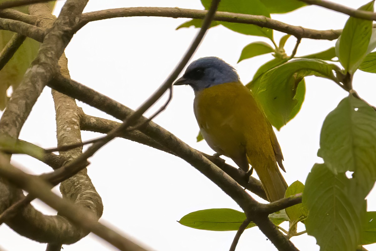 Blue-capped Tanager - ML622719231