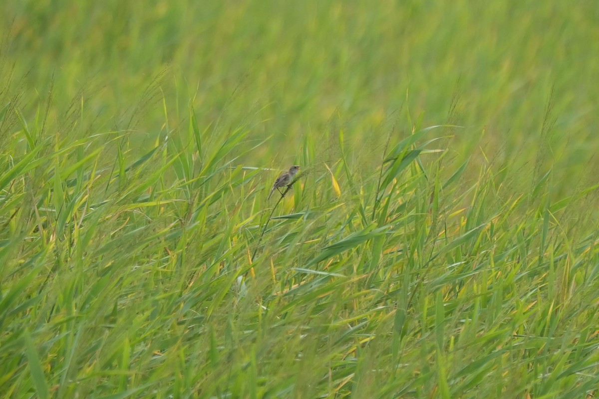 Marsh Grassbird - ML622719245