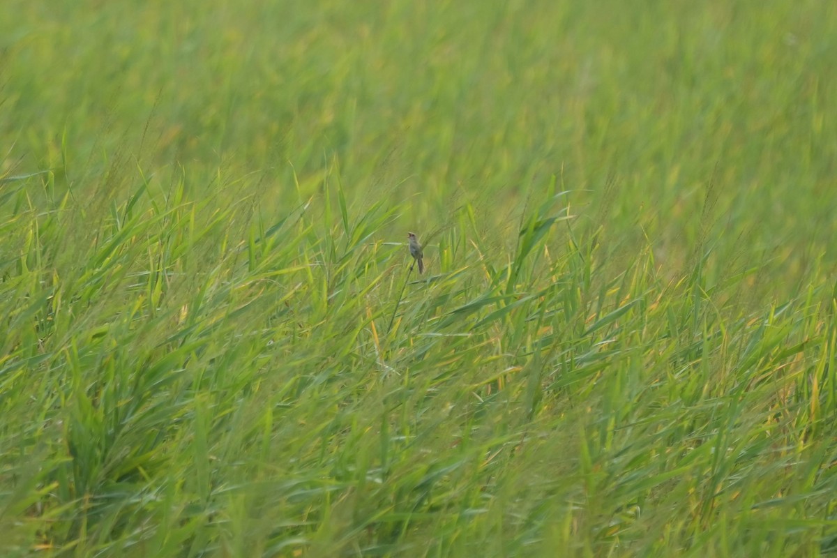 Marsh Grassbird - ML622719252