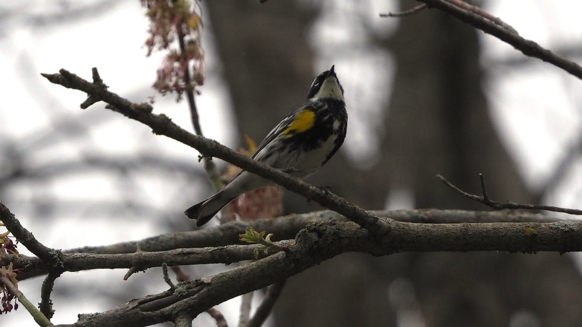 Yellow-rumped Warbler - ML622719350