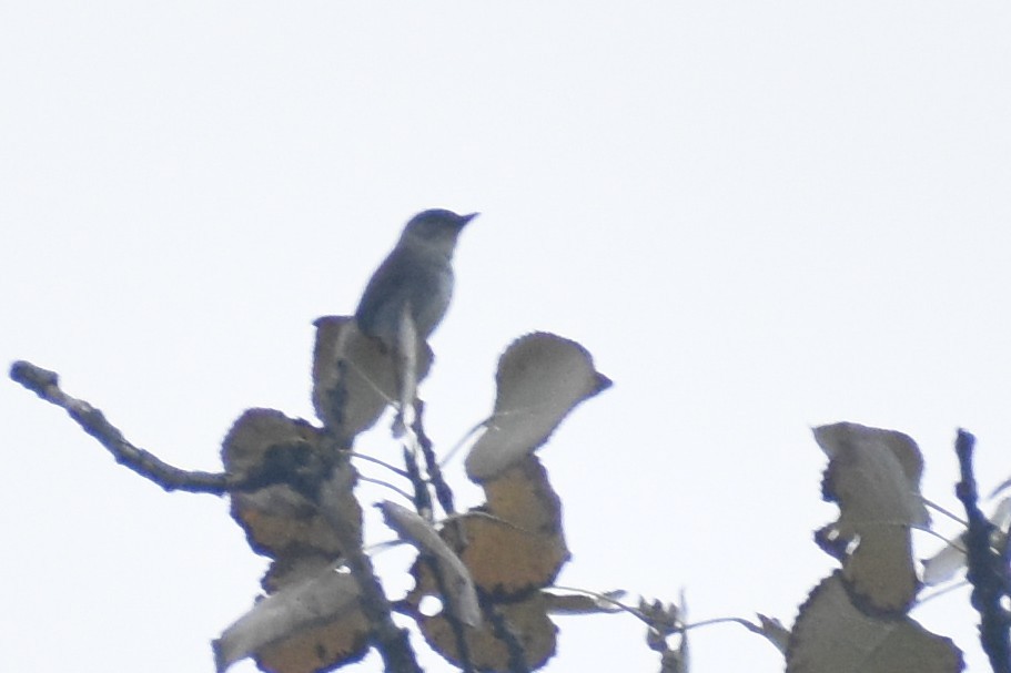 new world flycatcher sp. - Benjamin Ashin