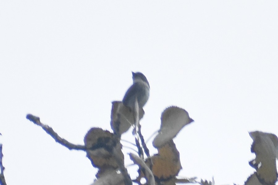 new world flycatcher sp. - ML622719381