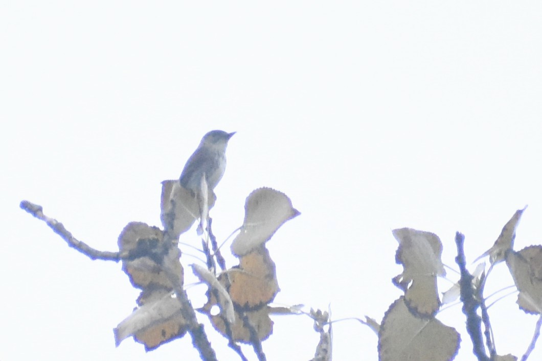 new world flycatcher sp. - ML622719395