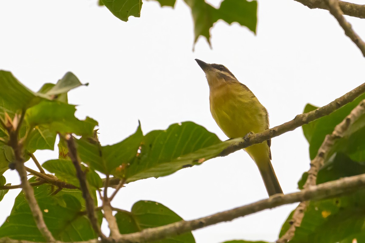 Golden-bellied Flycatcher - ML622719421