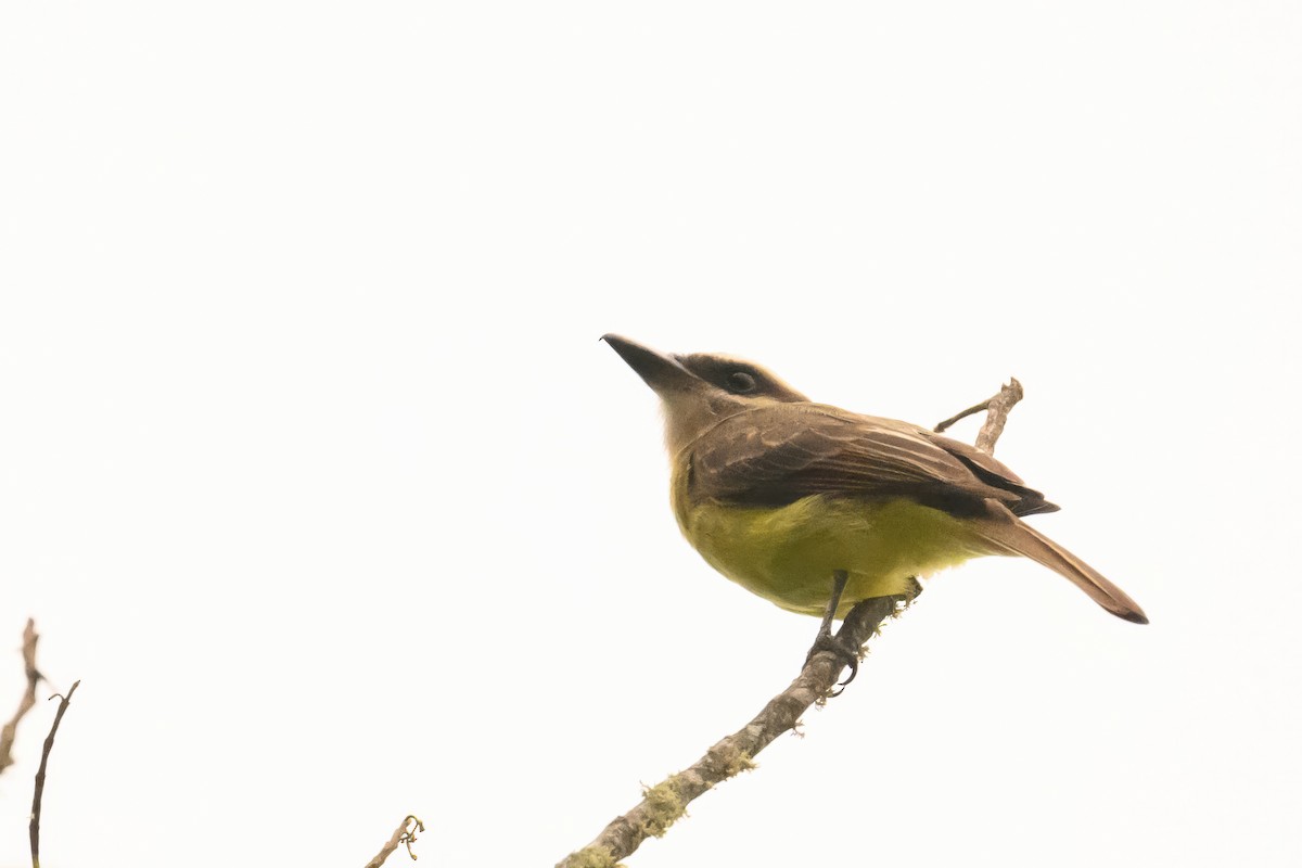 Golden-bellied Flycatcher - ML622719422