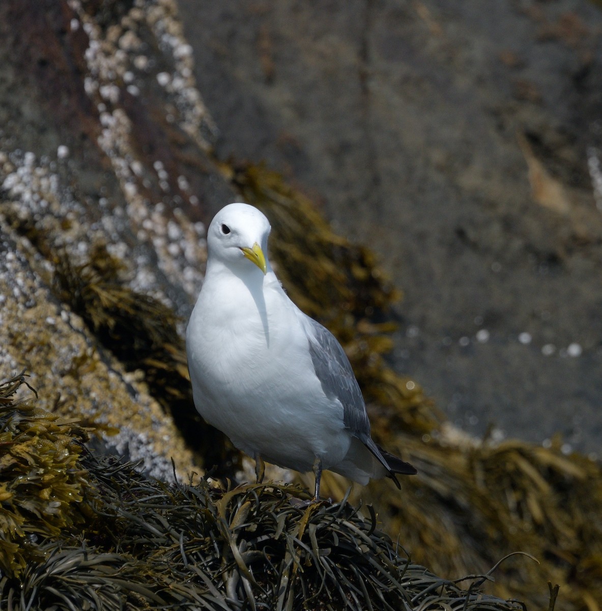 Black-legged Kittiwake - ML622719425