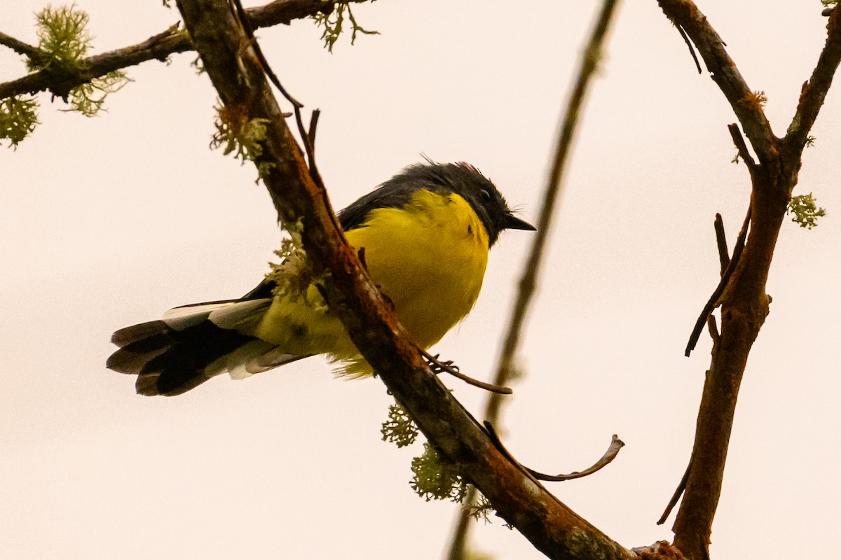 Slate-throated Redstart - ML622719628