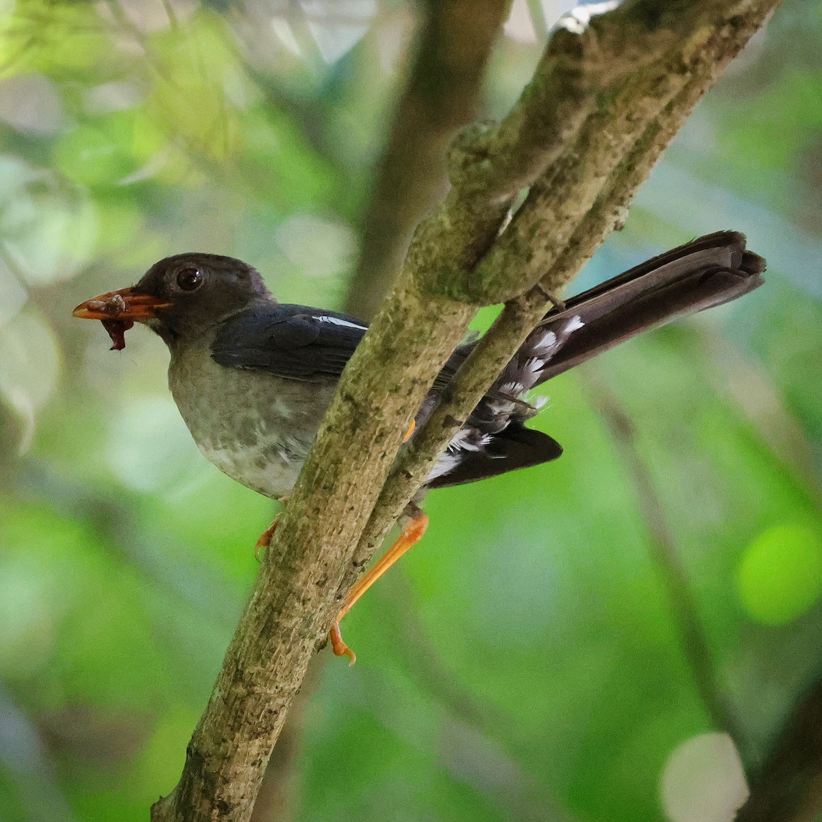 White-chinned Thrush - ML622719712