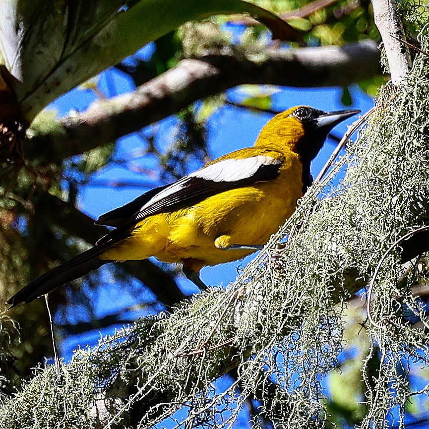 Jamaican Oriole - ML622719716