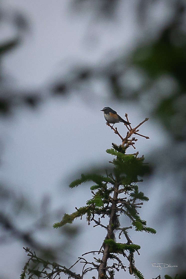 Red-flanked Bluetail - ML622719739