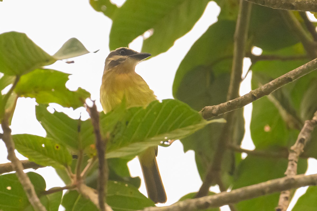 Golden-bellied Flycatcher - ML622719746