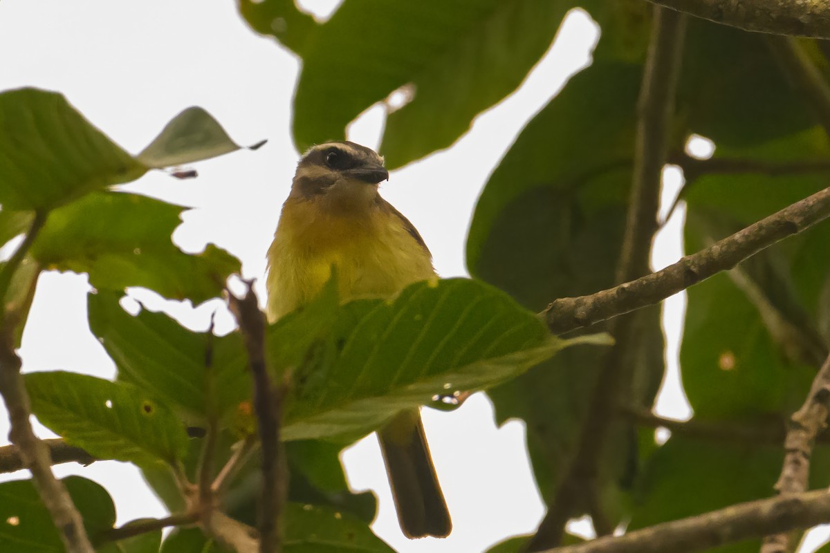 Golden-bellied Flycatcher - ML622719747