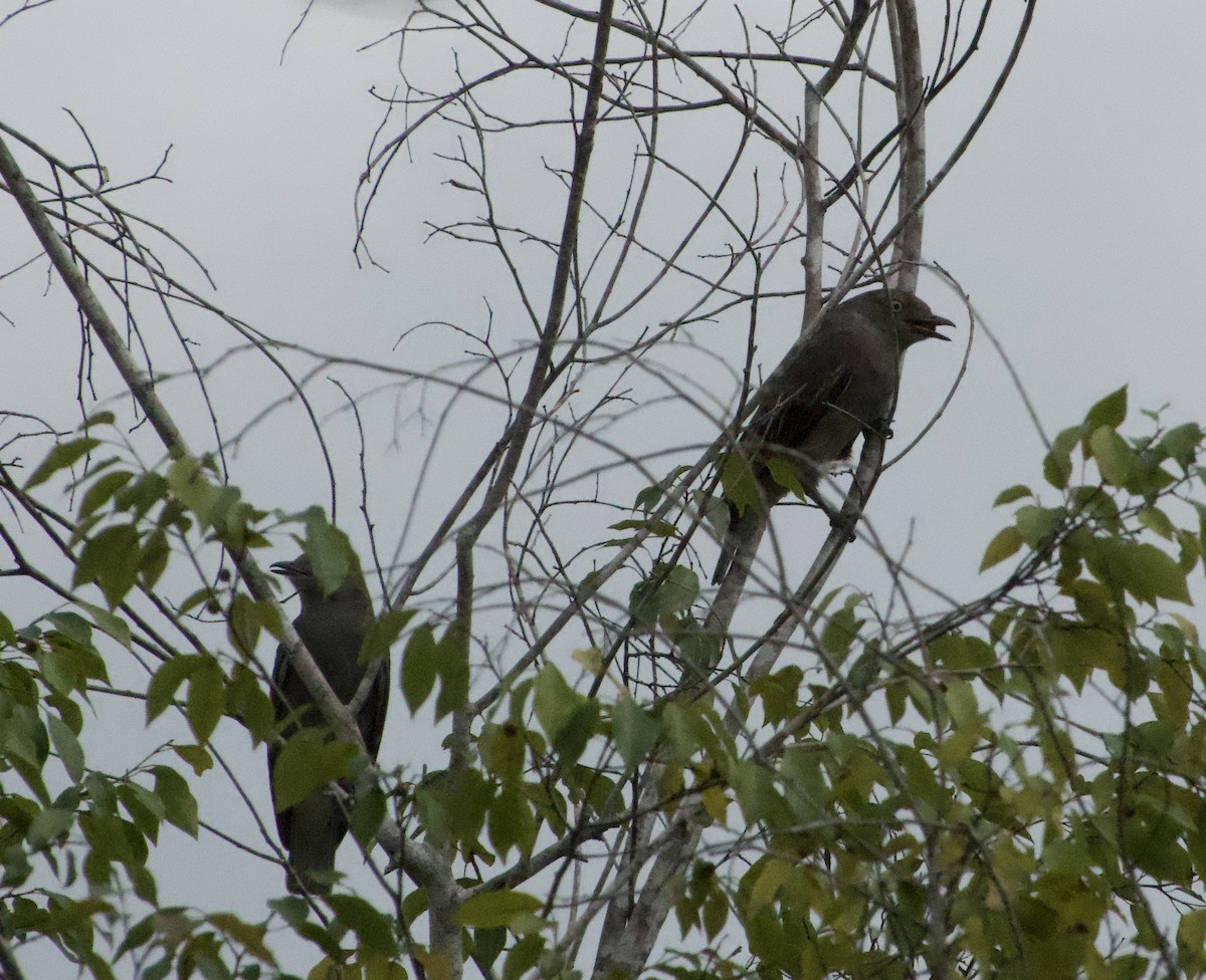 Cotinga pompadour - ML622719766