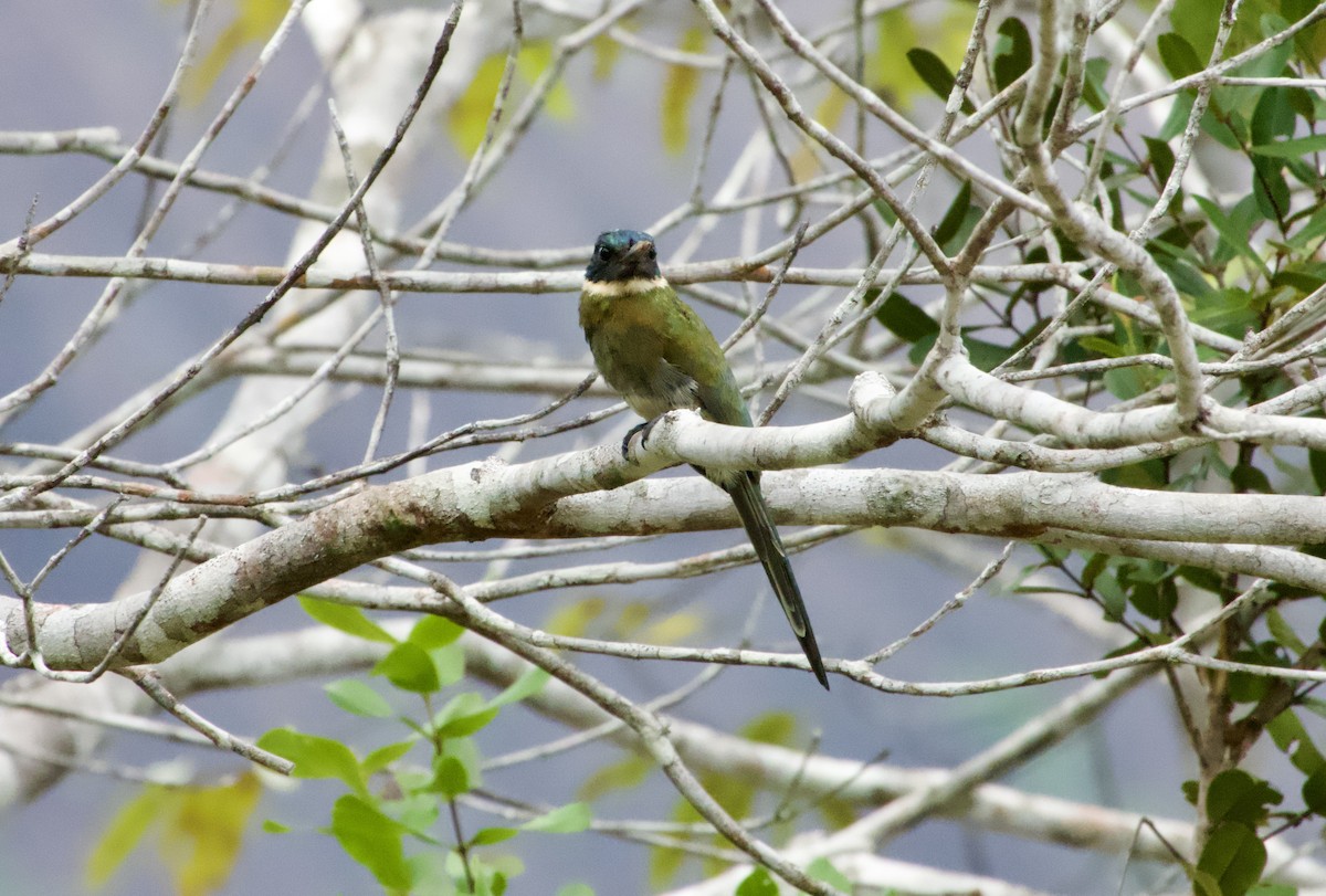 Bronzy Jacamar - ML622719792