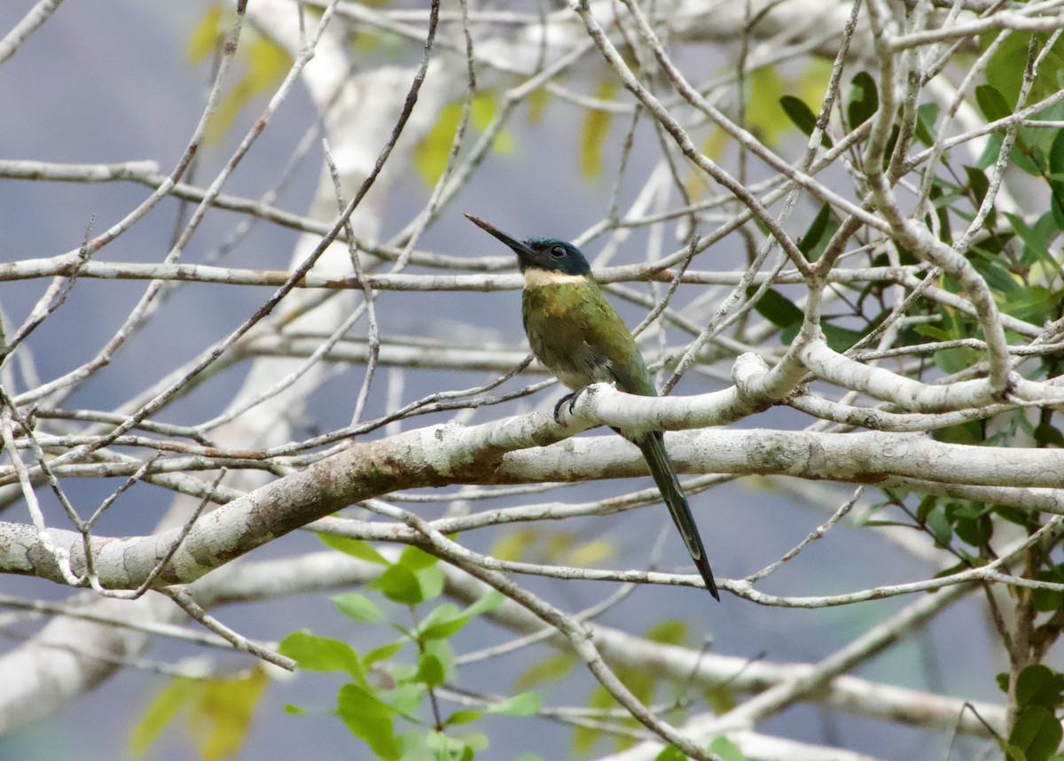 Bronzy Jacamar - ML622719793