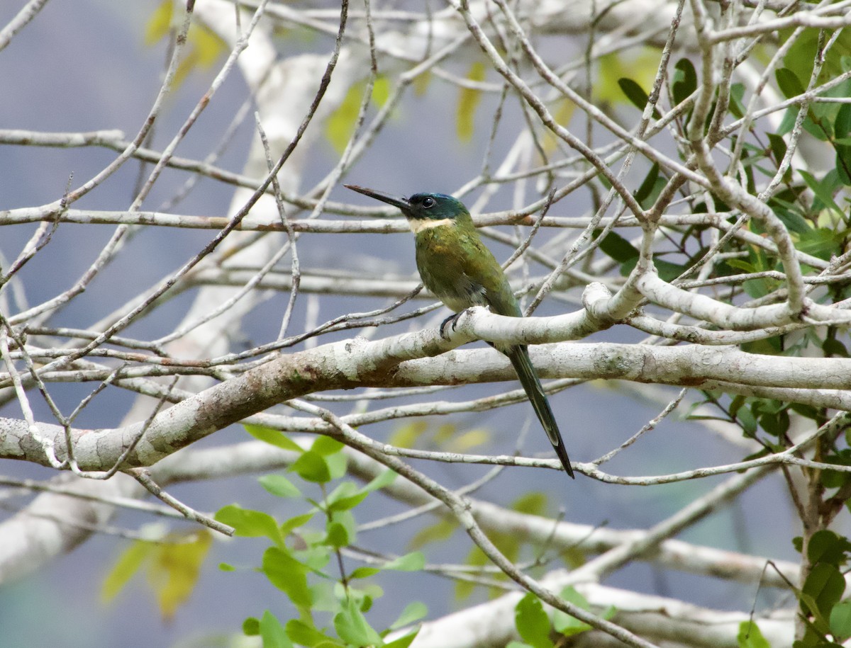 Bronzy Jacamar - Frances Oliver