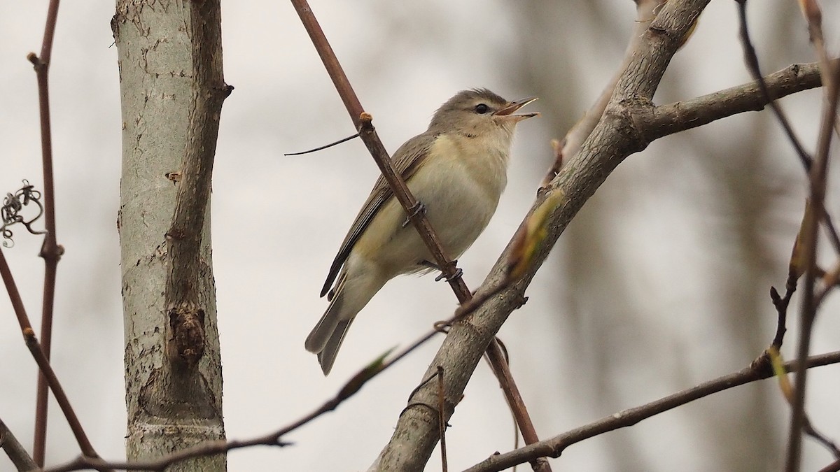 Warbling Vireo - ML622719795