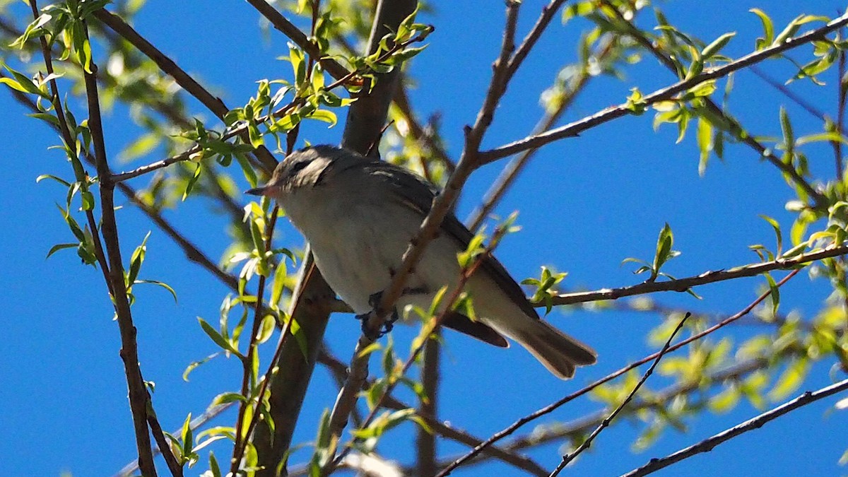 Warbling Vireo - ML622719796