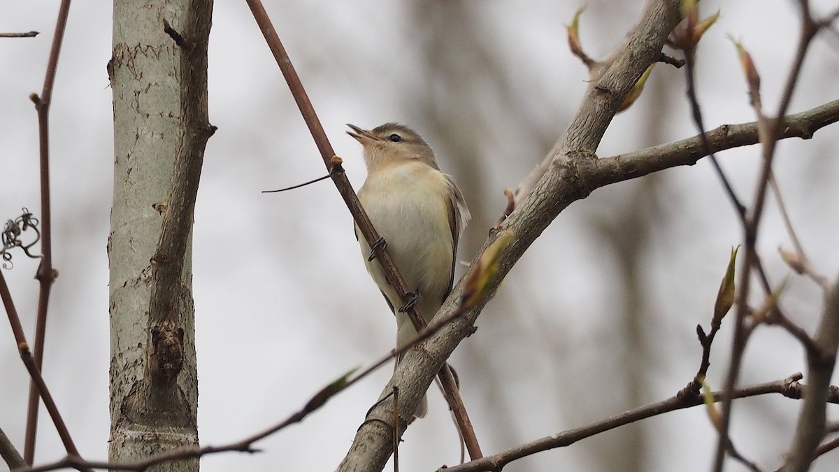 Warbling Vireo - ML622719797