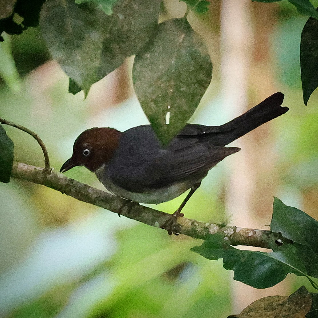 White-eyed Thrush - ML622719950