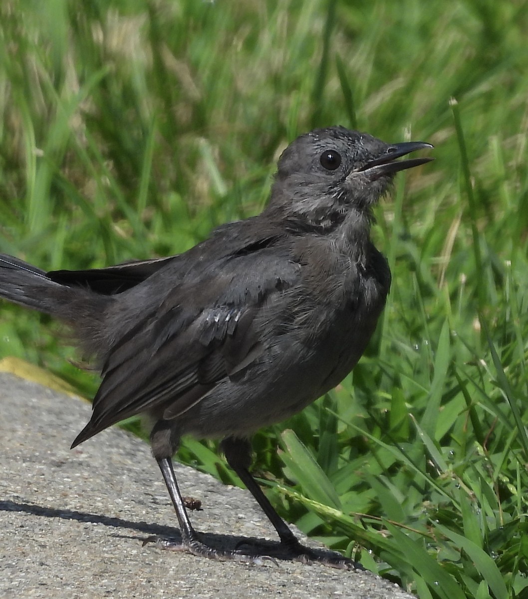 Gray Catbird - Stella Miller