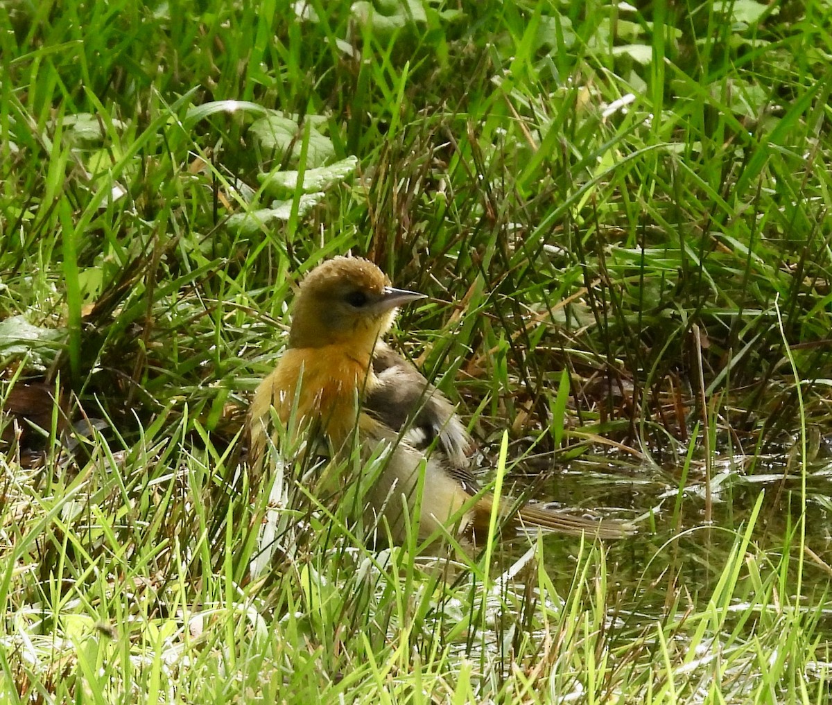 Baltimore Oriole - Stella Miller