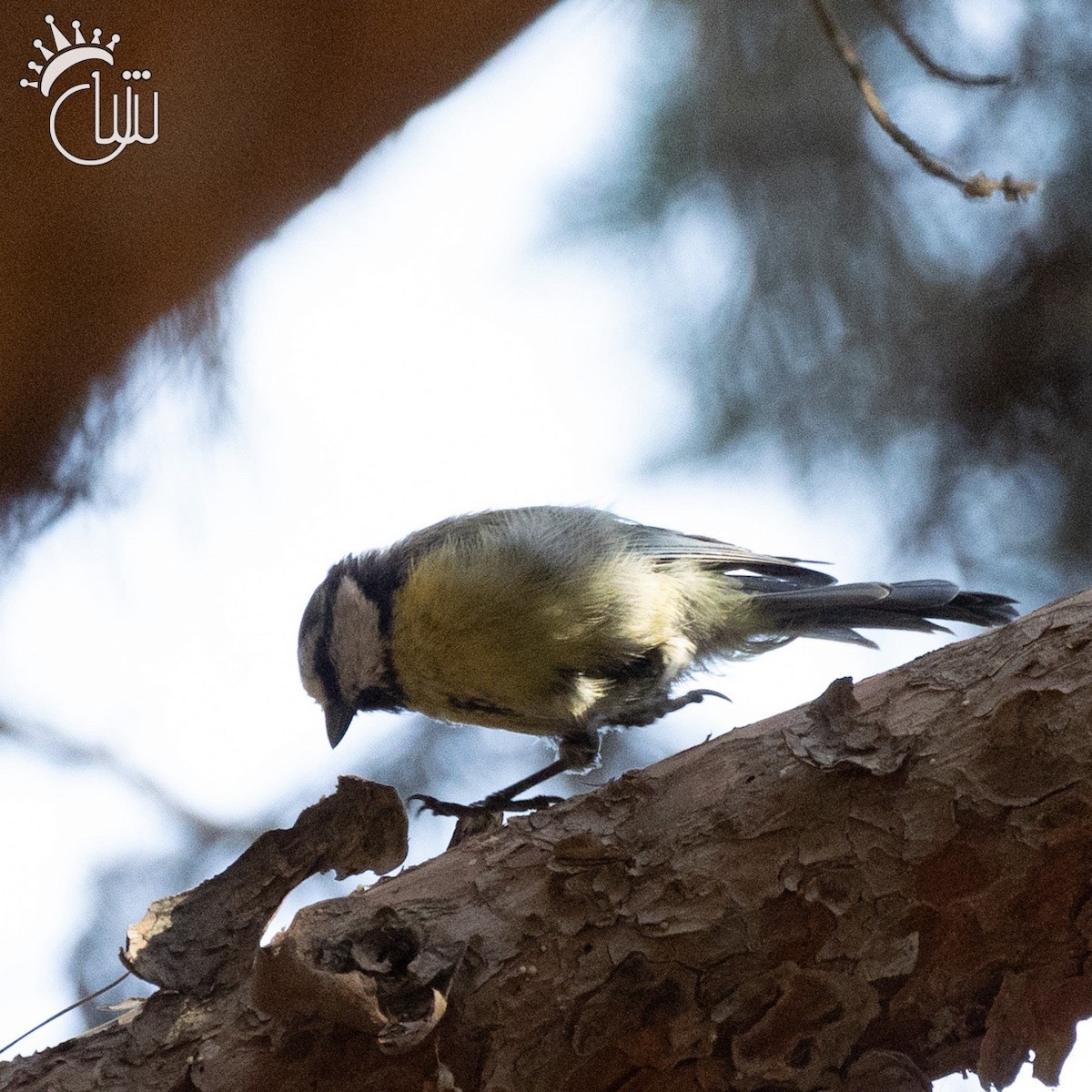 Eurasian Blue Tit - ML622720270
