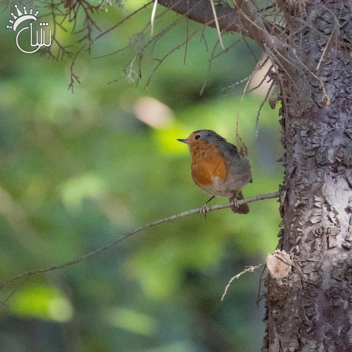 Өрнийн зээрд омруут - ML622720287