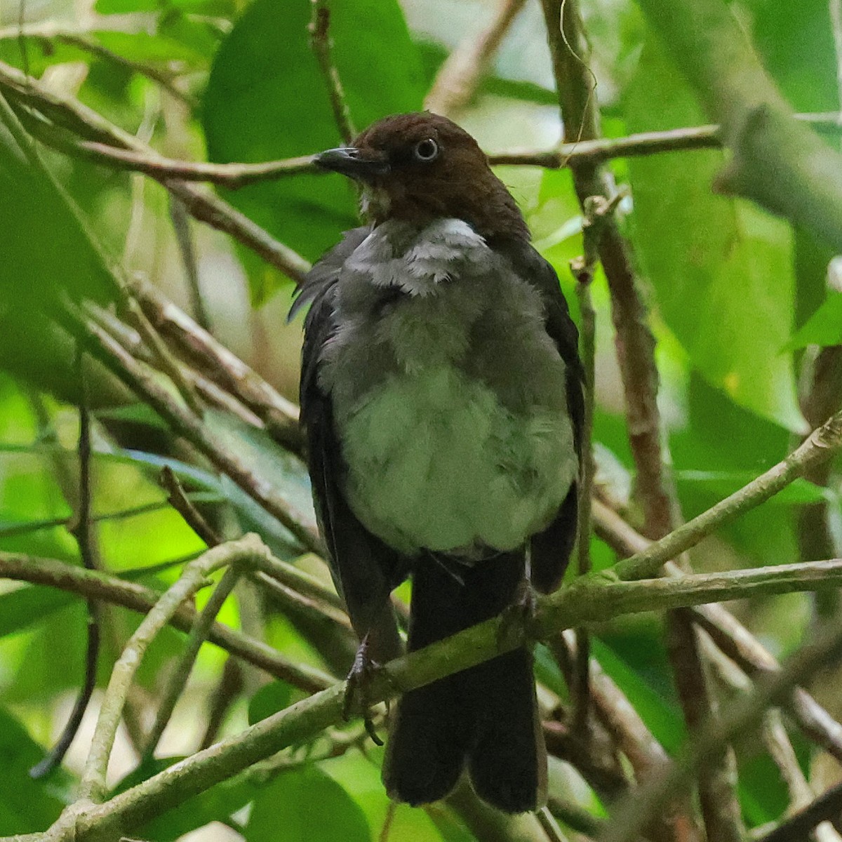 White-eyed Thrush - ML622720522