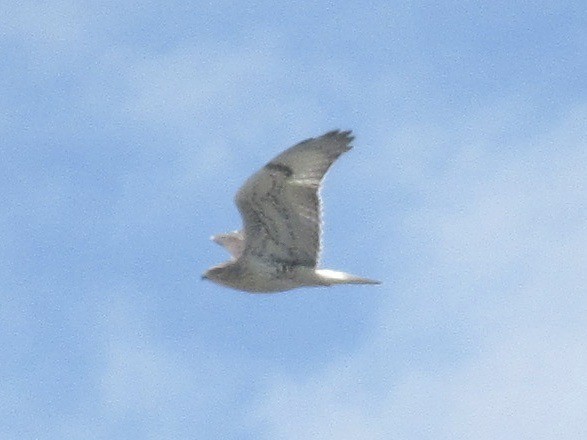 Ferruginous Hawk - ML622720536